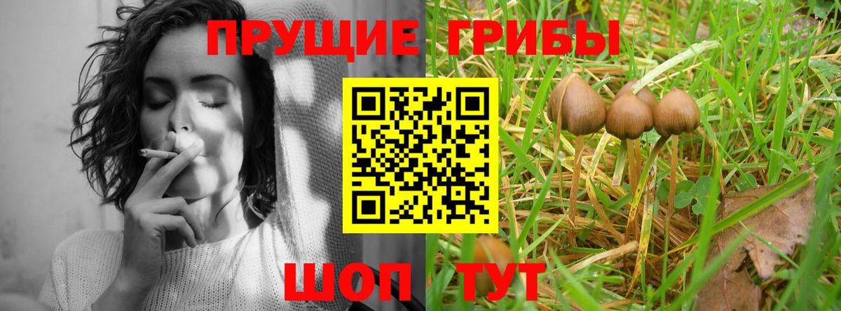 Псилоцибиновые грибы GOLDEN TEACHER Шумерля